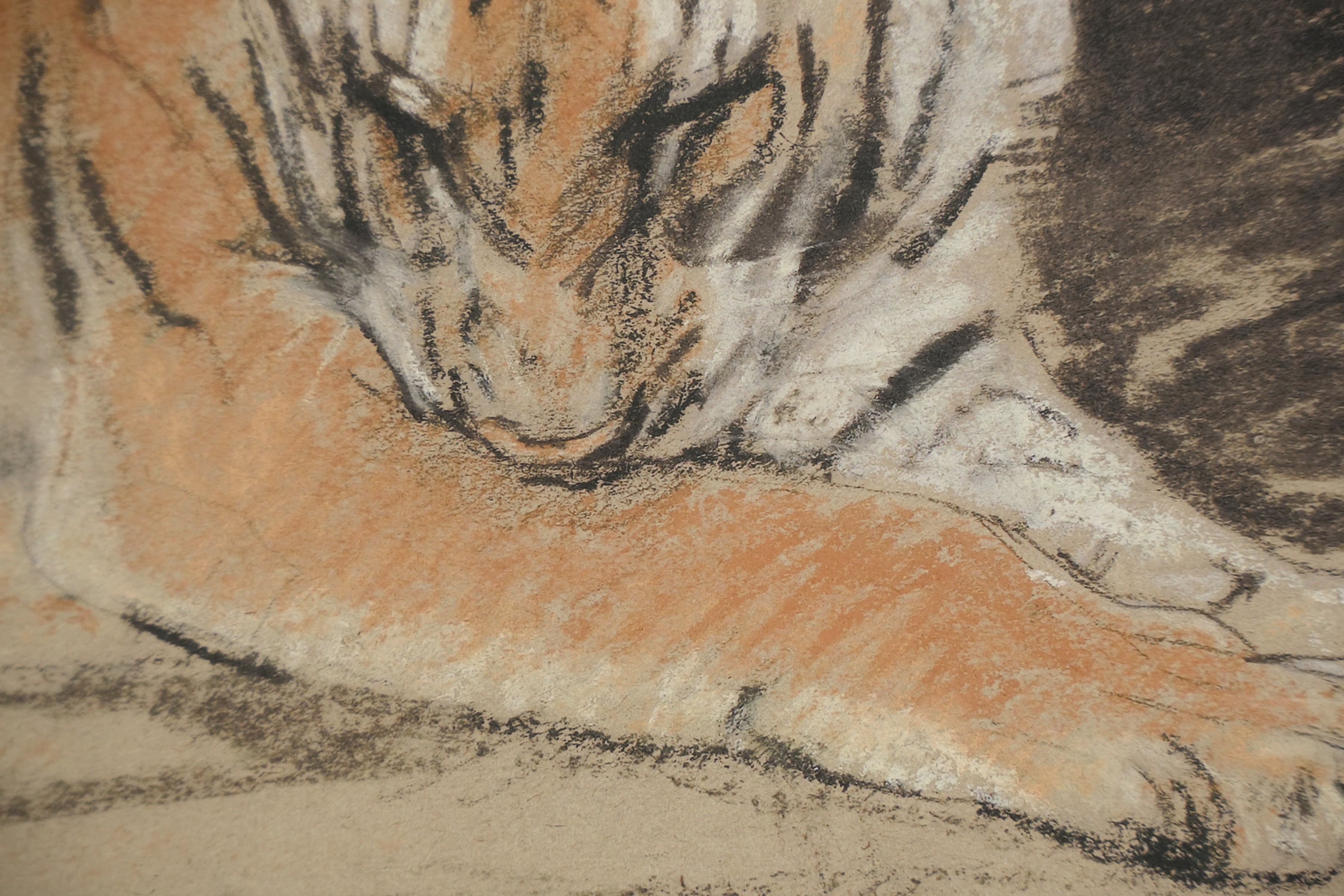 Resting Tiger Pastel Drawing — detail 2